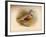 Dotterel (Eudromias morinellus), 1900, (1900)-Charles Whymper-Framed Giclee Print