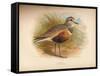 Dotterel (Eudromias morinellus), 1900, (1900)-Charles Whymper-Framed Stretched Canvas