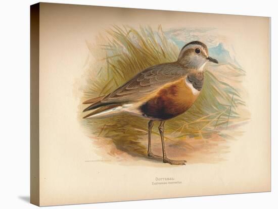 Dotterel (Eudromias morinellus), 1900, (1900)-Charles Whymper-Stretched Canvas