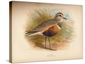 Dotterel (Eudromias morinellus), 1900, (1900)-Charles Whymper-Stretched Canvas