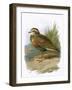 Dotterel-English-Framed Giclee Print