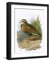 Dotterel-English-Framed Giclee Print