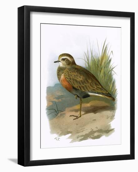 Dotterel-English-Framed Giclee Print