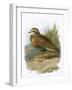 Dotterel-English-Framed Giclee Print