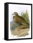 Dotterel-English-Framed Stretched Canvas