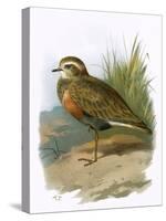 Dotterel-English-Stretched Canvas