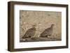 Double-Banded Sandgrouse (Pterocles Bicinctus) Pair, Kruger National Park, South Africa, Africa-James Hager-Framed Photographic Print