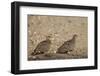 Double-Banded Sandgrouse (Pterocles Bicinctus) Pair, Kruger National Park, South Africa, Africa-James Hager-Framed Photographic Print