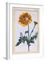 Double Creeping Buttercup, Ranunculus Repens Var: Pleniflorus, C.1776-Pierre-Joseph Buchoz-Framed Giclee Print