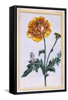 Double Creeping Buttercup, Ranunculus Repens Var: Pleniflorus, C.1776-Pierre-Joseph Buchoz-Framed Stretched Canvas