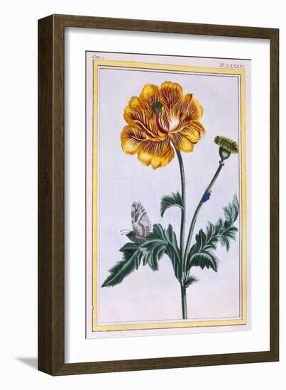 Double Creeping Buttercup, Ranunculus Repens Var: Pleniflorus, C.1776-Pierre-Joseph Buchoz-Framed Giclee Print