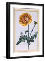 Double Creeping Buttercup, Ranunculus Repens Var: Pleniflorus, C.1776-Pierre-Joseph Buchoz-Framed Giclee Print