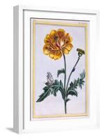 Double Creeping Buttercup, Ranunculus Repens Var: Pleniflorus, C.1776-Pierre-Joseph Buchoz-Framed Giclee Print