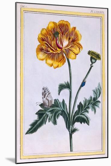 Double Creeping Buttercup, Ranunculus Repens Var: Pleniflorus, C.1776-Pierre-Joseph Buchoz-Mounted Giclee Print