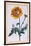 Double Creeping Buttercup, Ranunculus Repens Var: Pleniflorus, C.1776-Pierre-Joseph Buchoz-Framed Giclee Print