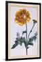 Double Creeping Buttercup, Ranunculus Repens Var: Pleniflorus, C.1776-Pierre-Joseph Buchoz-Framed Giclee Print