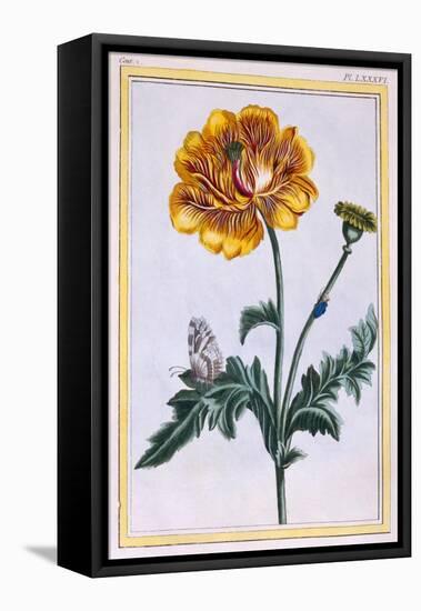 Double Creeping Buttercup, Ranunculus Repens Var: Pleniflorus, C.1776-Pierre-Joseph Buchoz-Framed Stretched Canvas