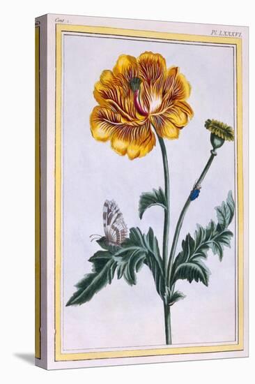 Double Creeping Buttercup, Ranunculus Repens Var: Pleniflorus, C.1776-Pierre-Joseph Buchoz-Stretched Canvas