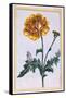 Double Creeping Buttercup, Ranunculus Repens Var: Pleniflorus, C.1776-Pierre-Joseph Buchoz-Framed Stretched Canvas