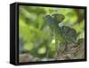 Double Crested Basilisk Basilisk Lizard, Tortuguero National Park, Costa Rica-Edwin Giesbers-Framed Stretched Canvas