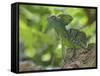 Double Crested Basilisk Basilisk Lizard, Tortuguero National Park, Costa Rica-Edwin Giesbers-Framed Stretched Canvas