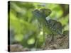 Double Crested Basilisk Basilisk Lizard, Tortuguero National Park, Costa Rica-Edwin Giesbers-Stretched Canvas