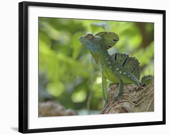 Double Crested Basilisk Basilisk Lizard, Tortuguero National Park, Costa Rica-Edwin Giesbers-Framed Photographic Print
