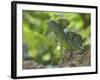 Double Crested Basilisk Basilisk Lizard, Tortuguero National Park, Costa Rica-Edwin Giesbers-Framed Photographic Print