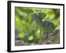 Double Crested Basilisk Basilisk Lizard, Tortuguero National Park, Costa Rica-Edwin Giesbers-Framed Photographic Print