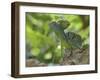 Double Crested Basilisk Basilisk Lizard, Tortuguero National Park, Costa Rica-Edwin Giesbers-Framed Photographic Print