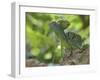 Double Crested Basilisk Basilisk Lizard, Tortuguero National Park, Costa Rica-Edwin Giesbers-Framed Photographic Print