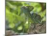 Double Crested Basilisk Basilisk Lizard, Tortuguero National Park, Costa Rica-Edwin Giesbers-Mounted Photographic Print