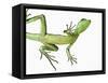 Double-Crested Basilisk-Martin Harvey-Framed Stretched Canvas