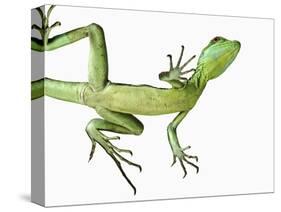 Double-Crested Basilisk-Martin Harvey-Stretched Canvas