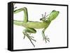 Double-Crested Basilisk-Martin Harvey-Framed Stretched Canvas