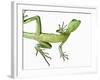 Double-Crested Basilisk-Martin Harvey-Framed Photographic Print