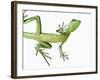 Double-Crested Basilisk-Martin Harvey-Framed Photographic Print