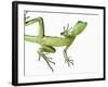 Double-Crested Basilisk-Martin Harvey-Framed Photographic Print