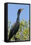 Double Crested Cormorant, Anhinga Trail, Everglades NP, Florida, Usa-Maresa Pryor-Framed Stretched Canvas