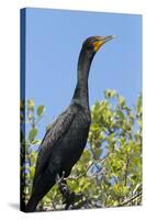 Double Crested Cormorant, Anhinga Trail, Everglades NP, Florida, Usa-Maresa Pryor-Stretched Canvas