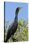 Double Crested Cormorant, Anhinga Trail, Everglades NP, Florida, Usa-Maresa Pryor-Stretched Canvas