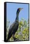 Double Crested Cormorant, Anhinga Trail, Everglades NP, Florida, Usa-Maresa Pryor-Framed Stretched Canvas