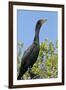 Double Crested Cormorant, Anhinga Trail, Everglades NP, Florida, Usa-Maresa Pryor-Framed Premium Photographic Print