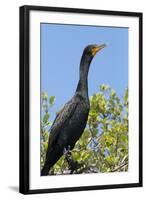 Double Crested Cormorant, Anhinga Trail, Everglades NP, Florida, Usa-Maresa Pryor-Framed Photographic Print