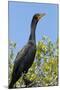 Double Crested Cormorant, Anhinga Trail, Everglades NP, Florida, Usa-Maresa Pryor-Mounted Photographic Print