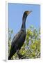 Double Crested Cormorant, Anhinga Trail, Everglades NP, Florida, Usa-Maresa Pryor-Framed Photographic Print