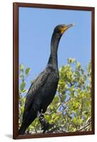 Double Crested Cormorant, Anhinga Trail, Everglades NP, Florida, Usa-Maresa Pryor-Framed Photographic Print