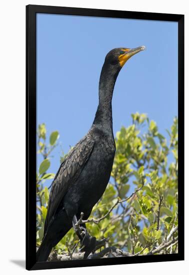 Double Crested Cormorant, Anhinga Trail, Everglades NP, Florida, Usa-Maresa Pryor-Framed Photographic Print