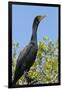 Double Crested Cormorant, Anhinga Trail, Everglades NP, Florida, Usa-Maresa Pryor-Framed Photographic Print