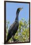 Double Crested Cormorant, Anhinga Trail, Everglades NP, Florida, Usa-Maresa Pryor-Framed Premium Photographic Print